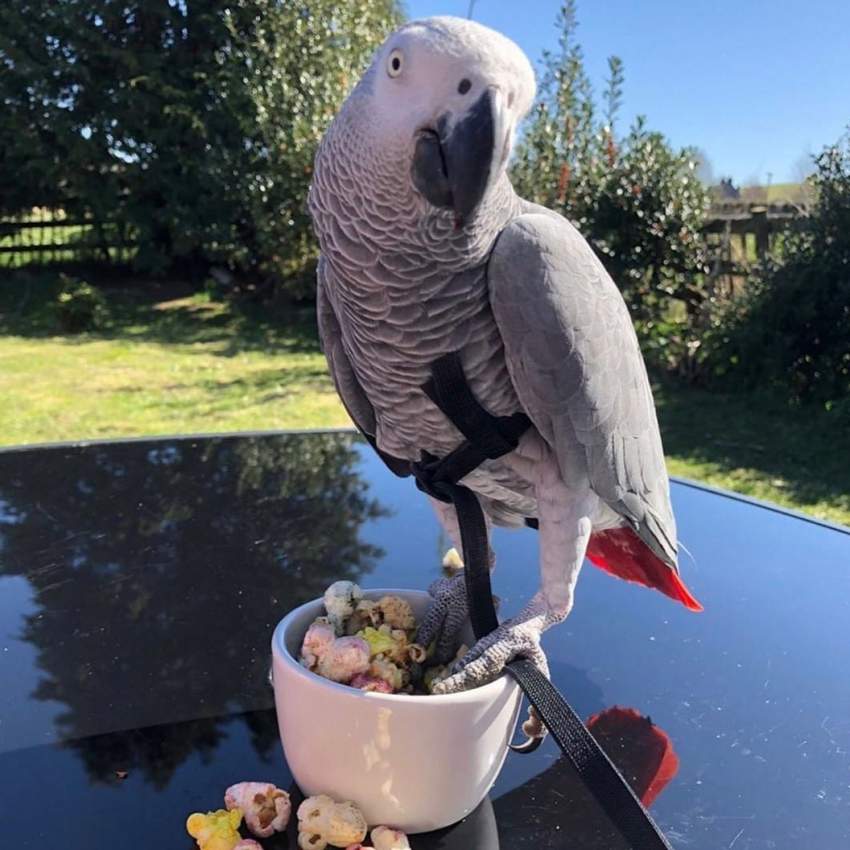 Scam Advert for Tamed African Grey Parrot - 1 - Birds  on Aster Vender