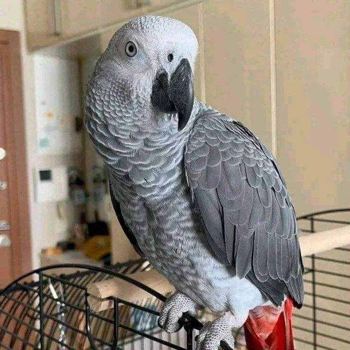 Scam Advert for Tamed African Grey Parrot - 2 - Birds  on Aster Vender
