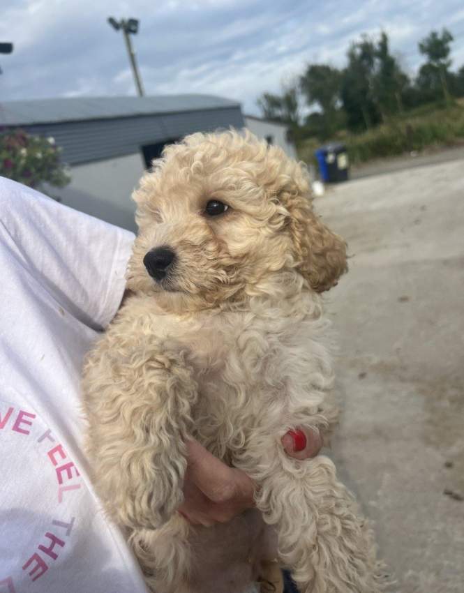 Scam Advert for Springer Cvapoo puppies - 1 - Dogs  on Aster Vender