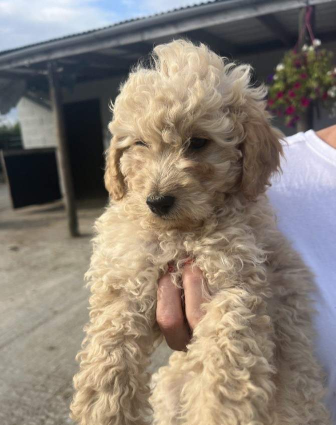 Scam Advert for Springer Cvapoo puppies - 2 - Dogs  on Aster Vender