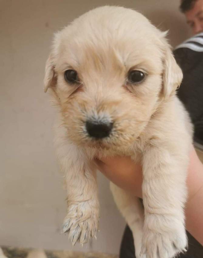 Scam Advert for Male Golden Retriever puppy - 2 - Dogs  on Aster Vender