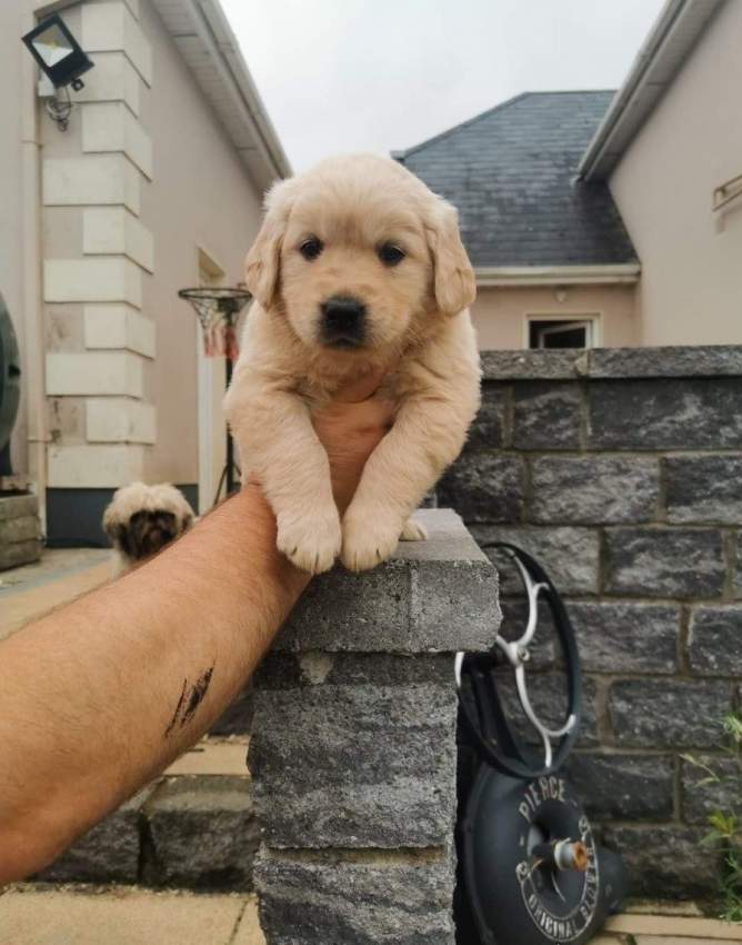 Scam Advert for Male Golden Retriever puppy - 1 - Dogs  on Aster Vender