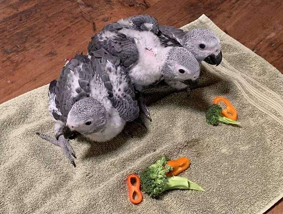 Trained African Grey Parrots For Adoption! - 0 - Birds  on Aster Vender
