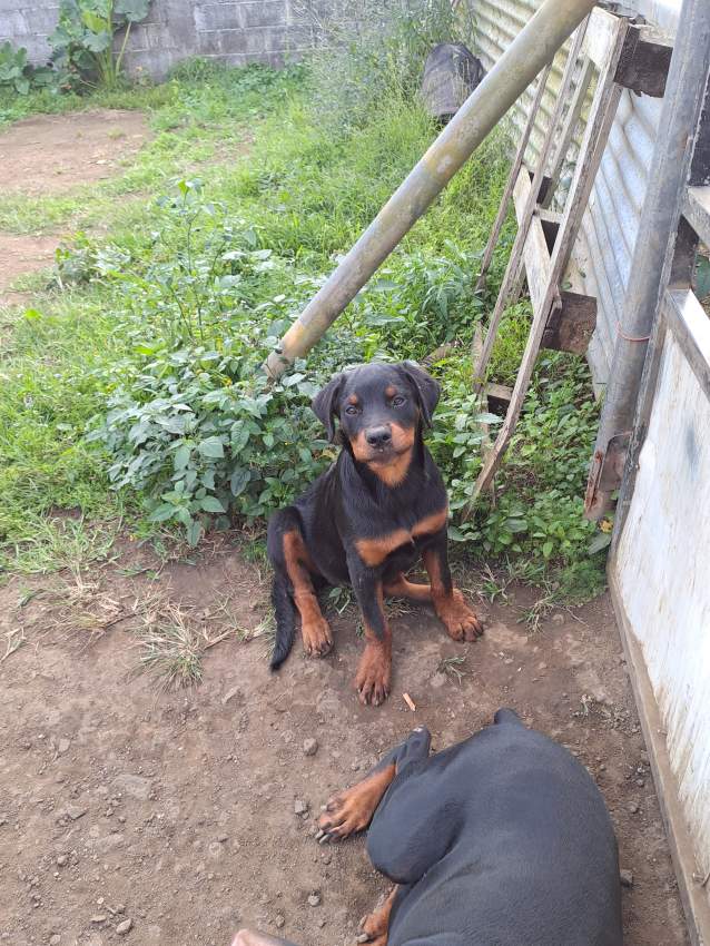 Rotweiller puppies - 0 - Dogs  on Aster Vender
