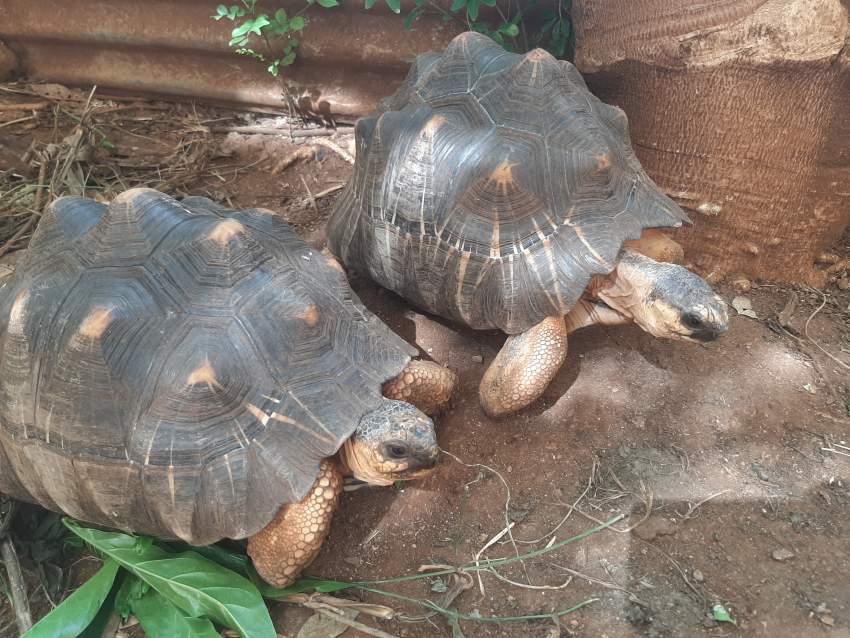 Pair of Radiated Tortoise
