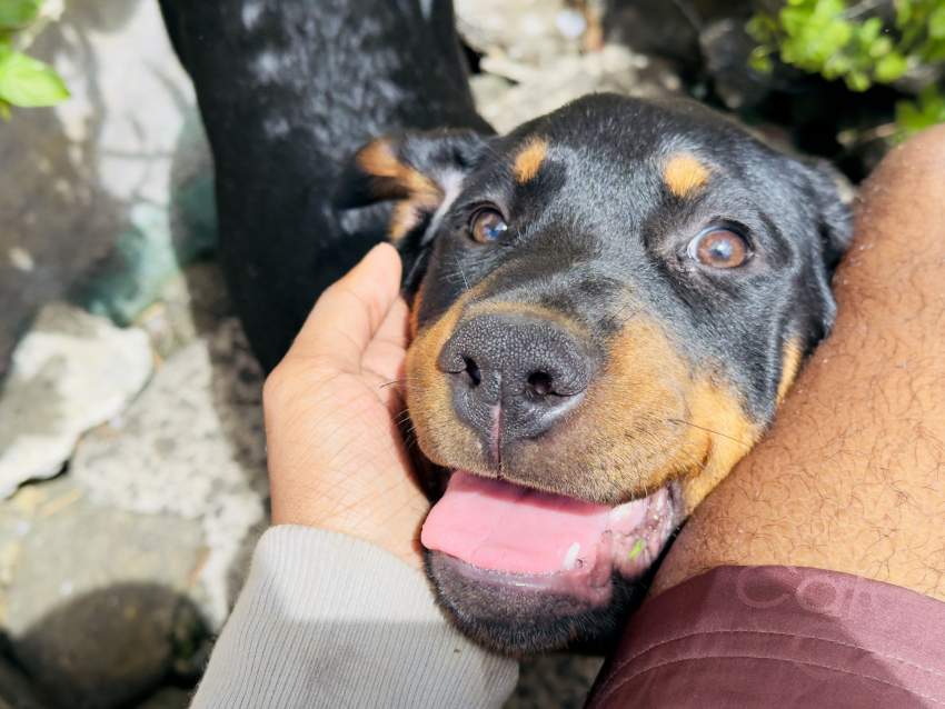 Rottweiler pure breed