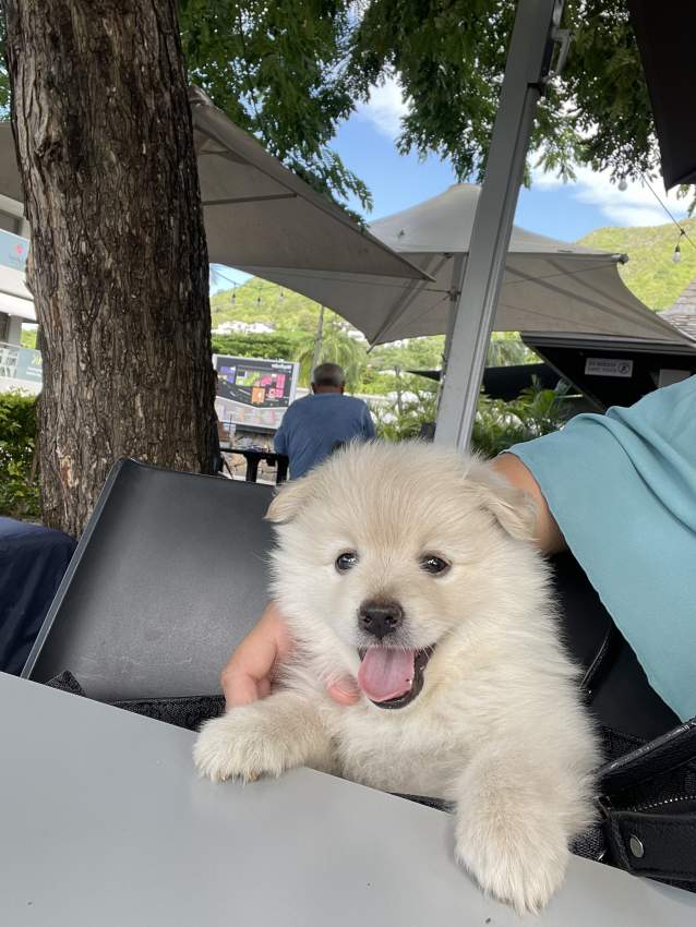 GERMAN SPITZ - 1 - Dogs  on Aster Vender