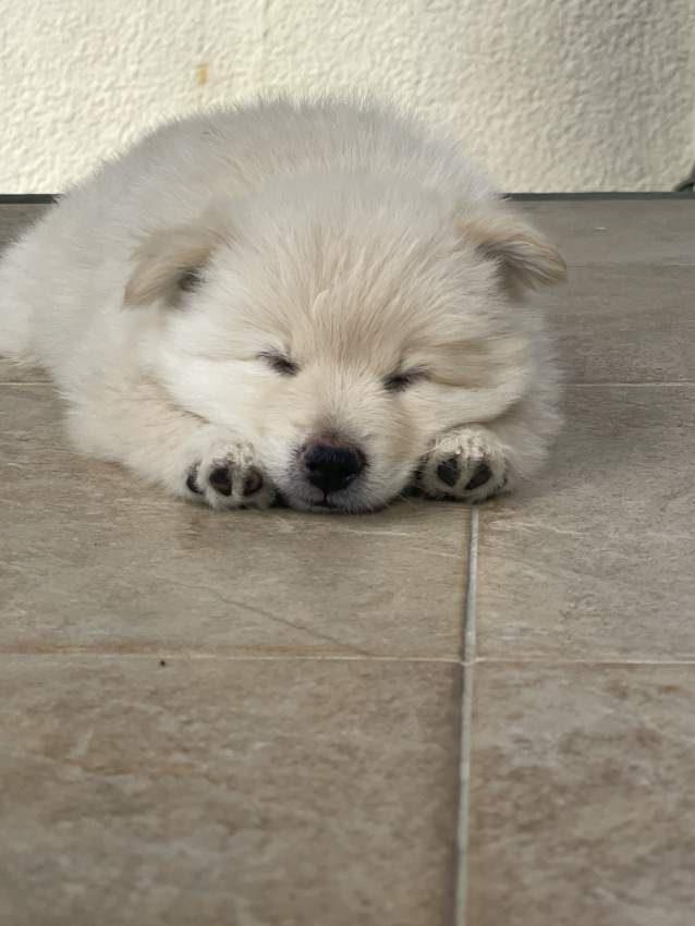 GERMAN SPITZ - 0 - Dogs  on Aster Vender