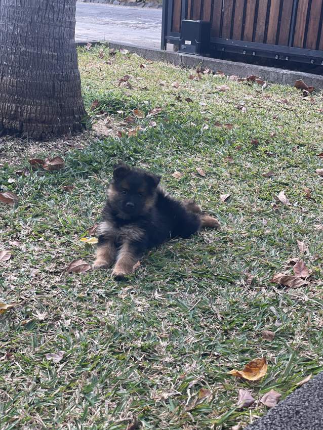 GERMAN SPITZ - 2 - Dogs  on Aster Vender