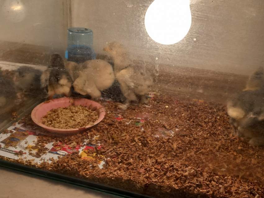 POUSSIN BRAMAH - 0 - Other Pets  on Aster Vender