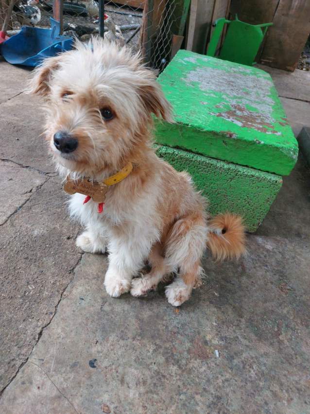 Amstaf on Aster Vender