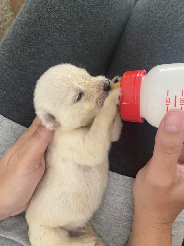 Labrador Puppies - 3 - Dogs  on Aster Vender
