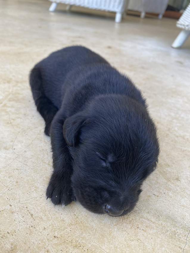 Labrador Puppies - 4 - Dogs  on Aster Vender