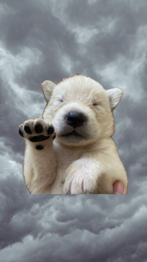 Labrador Puppies - 5 - Dogs  on Aster Vender