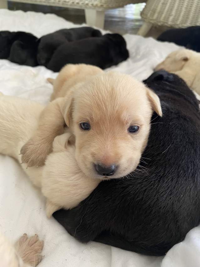 Labrador Puppies - 2 - Dogs  on Aster Vender