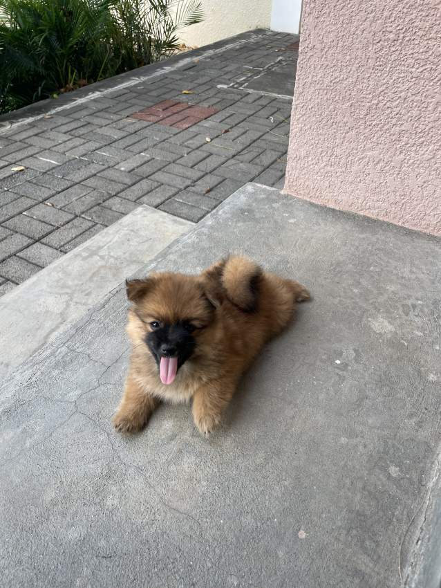 German Spitz - 1 - Dogs  on Aster Vender