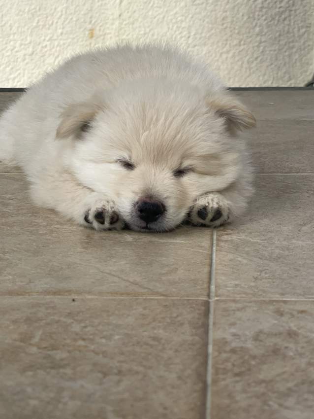 German Spitz - 2 - Dogs  on Aster Vender