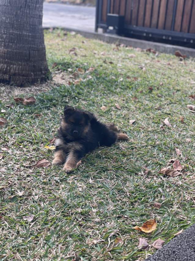 German Spitz - 0 - Dogs  on Aster Vender