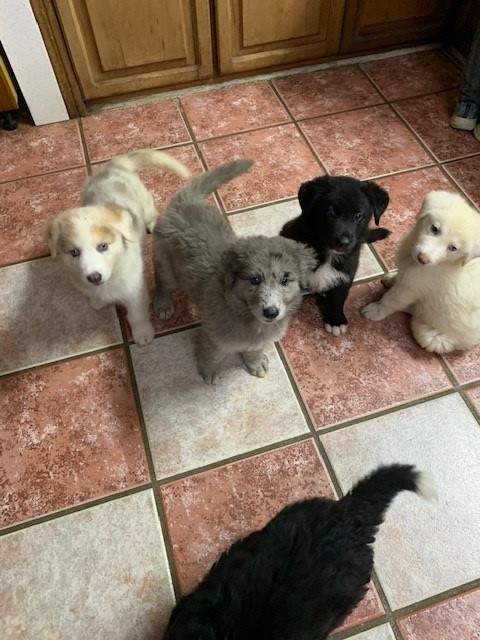 chiots berger - 0 - Dogs  on Aster Vender