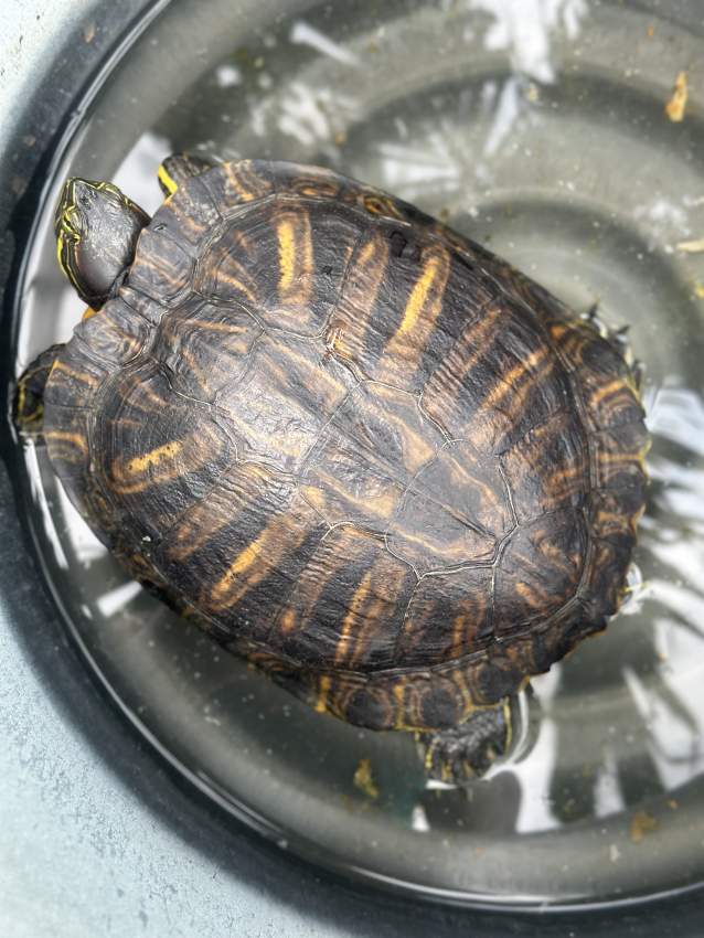 Fresh water Turtle - 0 - Other Pets  on Aster Vender