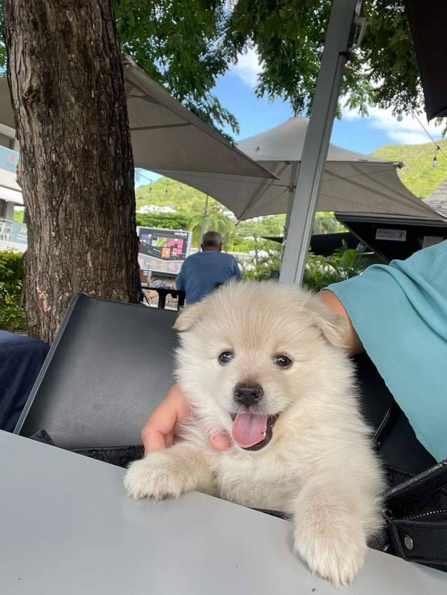 German spitz - 0 - Dogs  on Aster Vender