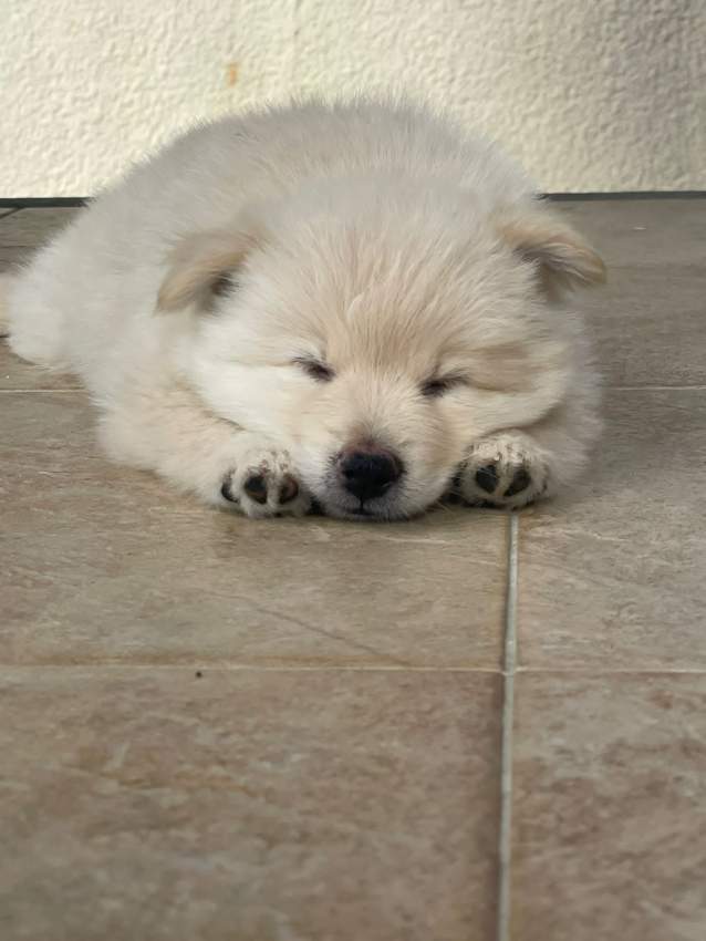 German spitz - 3 - Dogs  on Aster Vender