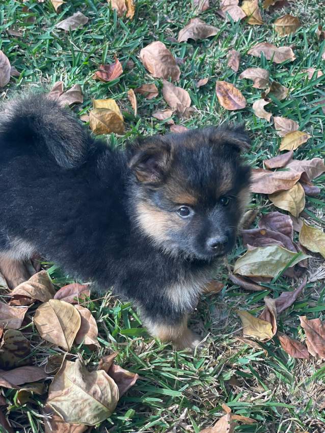 German spitz - 1 - Dogs  on Aster Vender