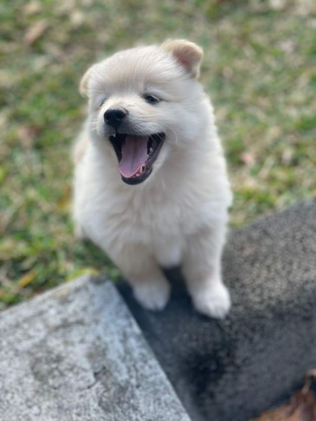 German spitz - 2 - Dogs  on Aster Vender