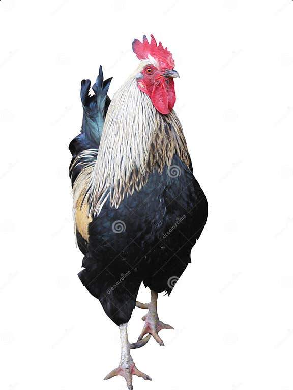 Coq et poule noir - 2 - Birds  on Aster Vender