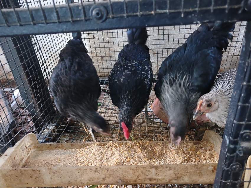 Coq et poule noir - 1 - Birds  on Aster Vender