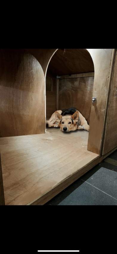 Dog Kennel/ Shelter - 1 - Dogs  on Aster Vender