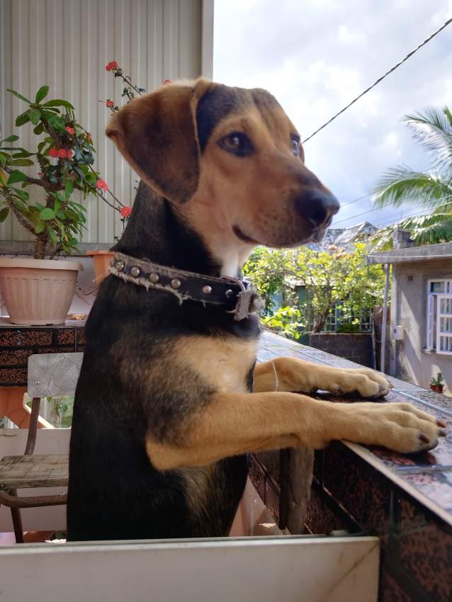 Dogs - 0 - Other Animals  on Aster Vender