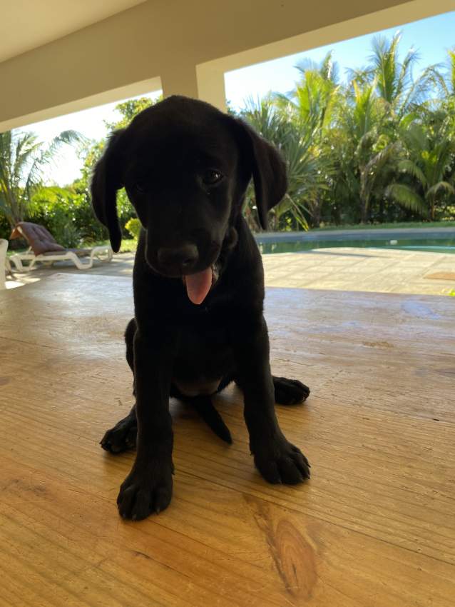 Labrador Puppies - 0 - Dogs  on Aster Vender