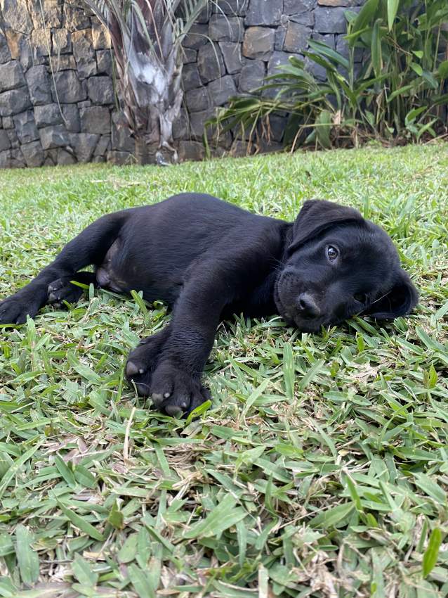 Labrador Puppies - 2 - Dogs  on Aster Vender