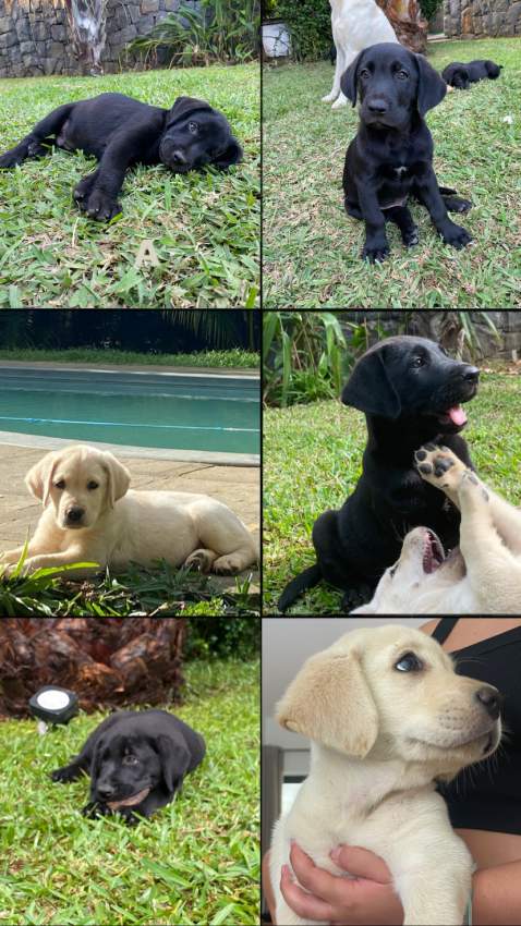 Labrador Puppies - 1 - Dogs  on Aster Vender