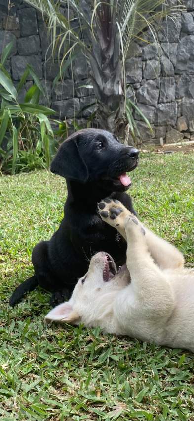 Labrador Puppies - 0 - Dogs  on Aster Vender
