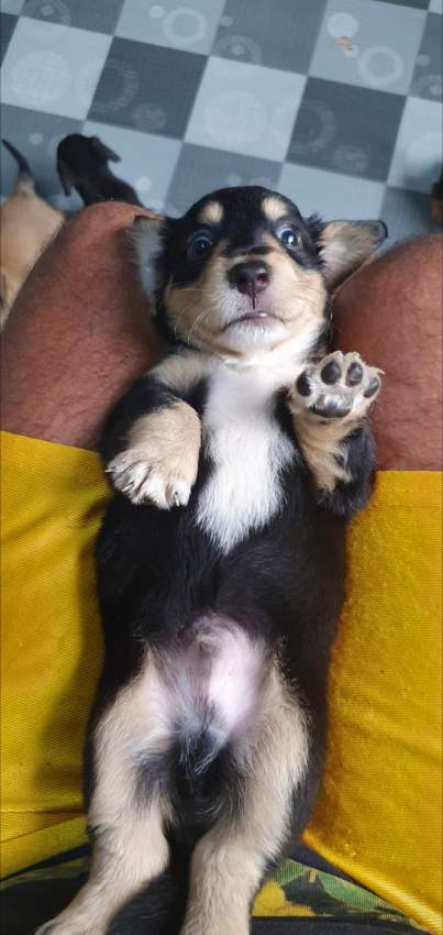 Teckel miniature - 0 - Dogs  on Aster Vender