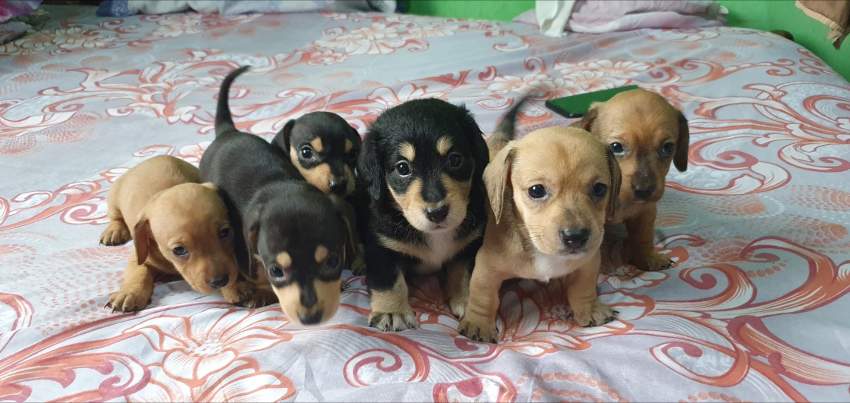 Teckel miniature - 2 - Dogs  on Aster Vender