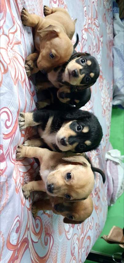 Teckel miniature - 3 - Dogs  on Aster Vender