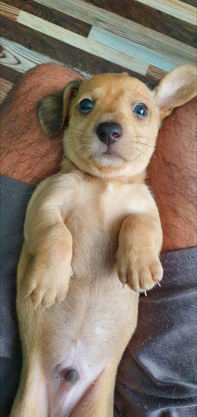 Teckel miniature - 1 - Dogs  on Aster Vender