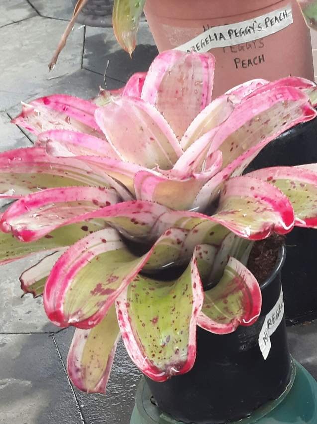 Bromeliad on Aster Vender