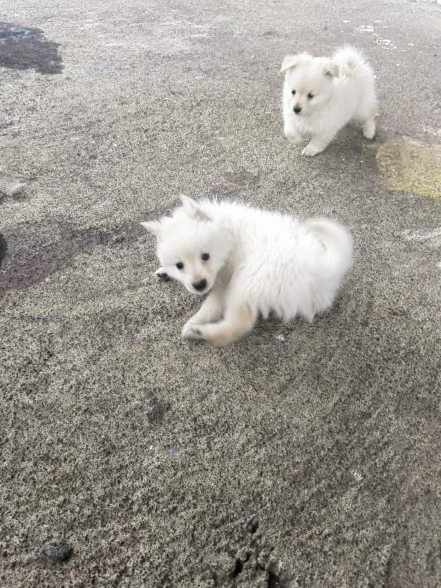 German spitz - 4 - Dogs  on Aster Vender