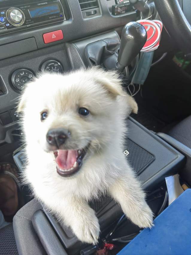 German spitz - 1 - Dogs  on Aster Vender