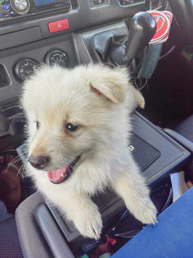 German spitz - 0 - Dogs  on Aster Vender