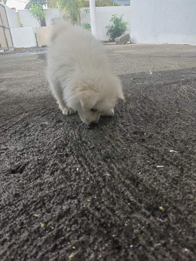 German spitz - 3 - Dogs  on Aster Vender