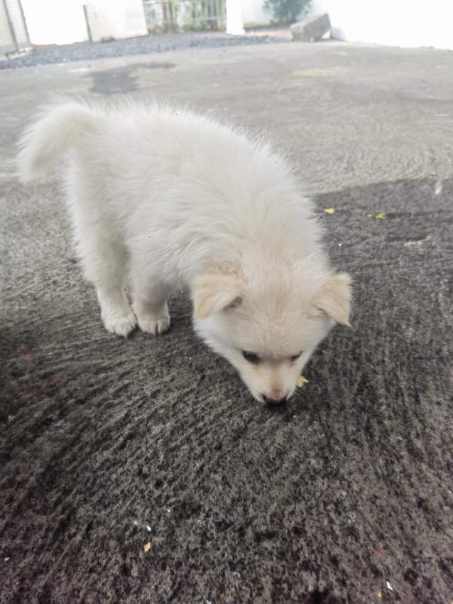 German spitz - 2 - Dogs  on Aster Vender
