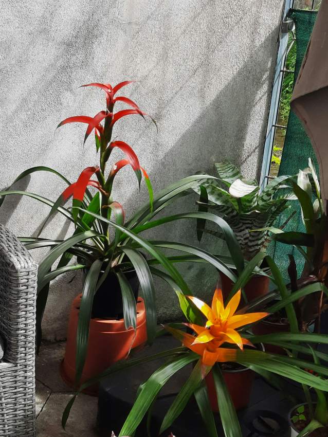 Guzmania - 0 - Plants and Trees  on Aster Vender