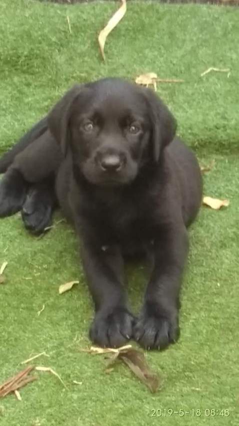 BLACK LABRADOR PUPPIES - 0 - Dogs  on Aster Vender