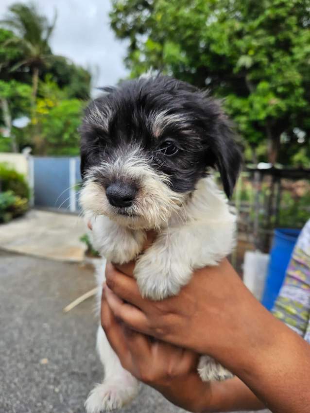 Chiot griffon on Aster Vender
