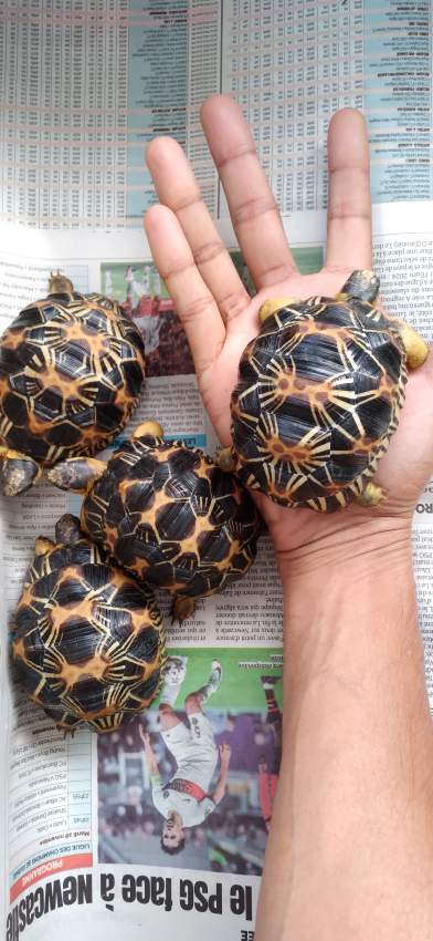 Tortues Radiata A Vendre on Aster Vender